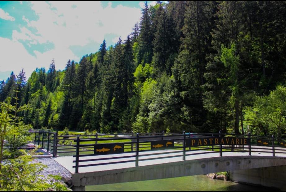 Cabana Nemtucu Borşa Exterior foto